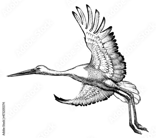 Stork