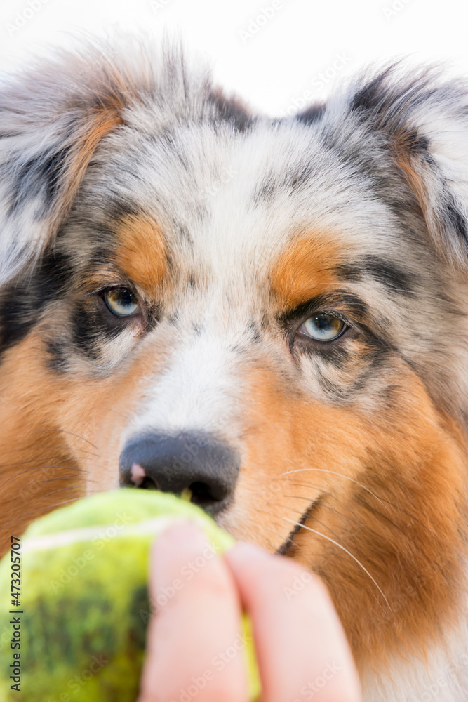 blue merle Australian shepherd puppy dog runs and jump on the meadow of the Praglia with a pitbull puppy dog in Liguria in Italy blue merle Australian shepherd puppy dog runs and jump on the meadow of the Praglia with a pitbull puppy dog in Liguria in Italy