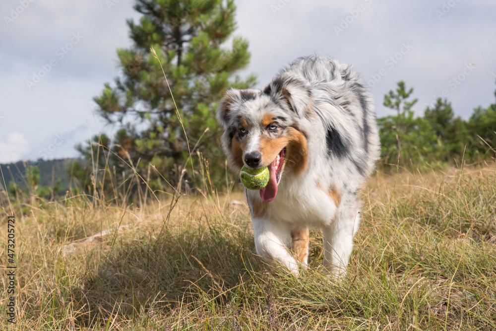 blue merle Australian shepherd puppy dog runs and jump on the meadow of the Praglia with a pitbull puppy dog in Liguria in Italy blue merle Australian shepherd puppy dog runs and jump on the meadow of the Praglia with a pitbull puppy dog in Liguria in Italy