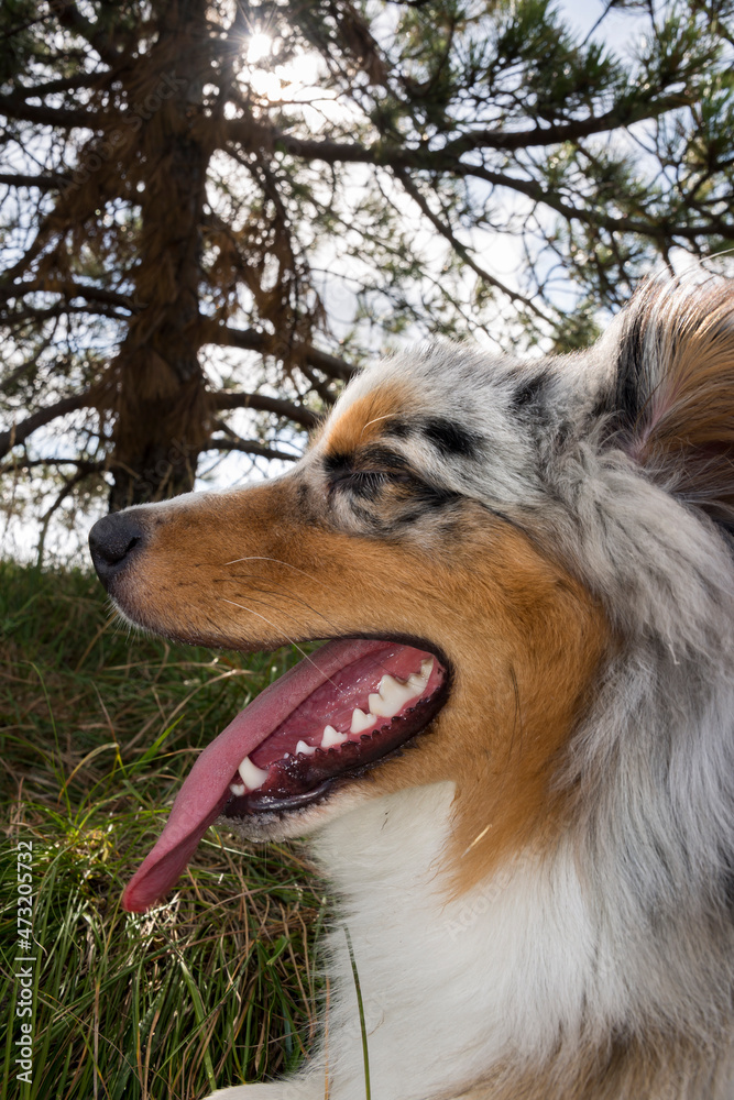 blue merle Australian shepherd puppy dog runs and jump on the meadow of the Praglia with a pitbull puppy dog in Liguria in Italy blue merle Australian shepherd puppy dog runs and jump on the meadow of the Praglia with a pitbull puppy dog in Liguria in Italy