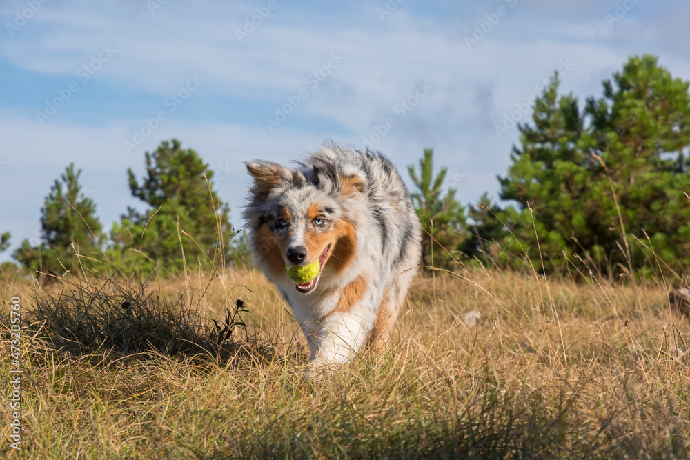 blue merle Australian shepherd puppy dog runs and jump on the meadow of the Praglia with a pitbull puppy dog in Liguria in Italy blue merle Australian shepherd puppy dog runs and jump on the meadow of the Praglia with a pitbull puppy dog in Liguria in Italy