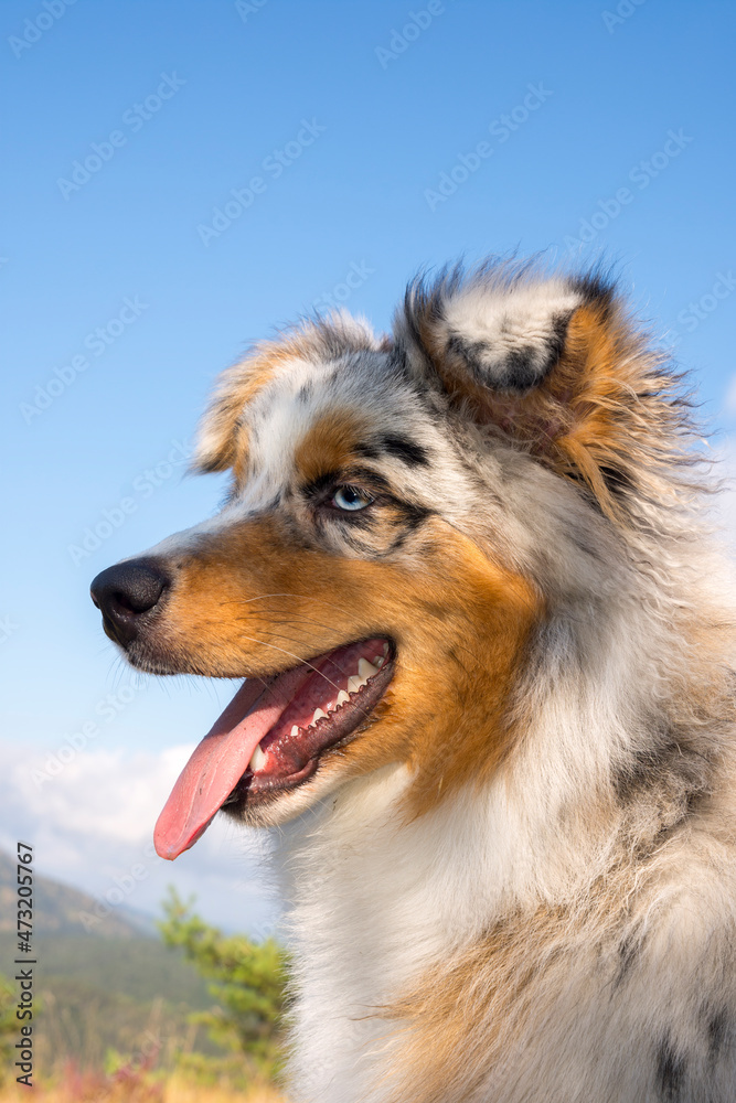 blue merle Australian shepherd puppy dog runs and jump on the meadow of the Praglia with a pitbull puppy dog in Liguria in Italy blue merle Australian shepherd puppy dog runs and jump on the meadow of the Praglia with a pitbull puppy dog in Liguria in Italy