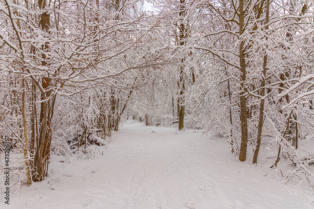 Winter landscape Winter landscape
