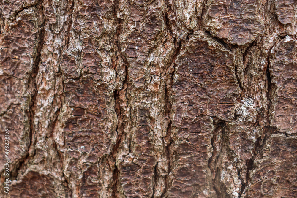 Fototapeta premium texture