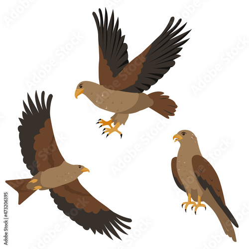 Hawk or kite predatory bird icons set. Flying and sitting Hawks and kites birds isolated on white background. Nature and wildlife, birdwatching and ornithology design. Vector illustration.