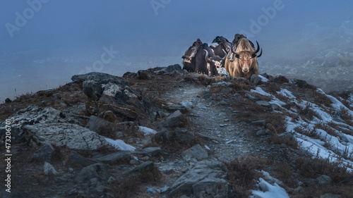 group of yaks goes by hill in foggy day with copy space photo