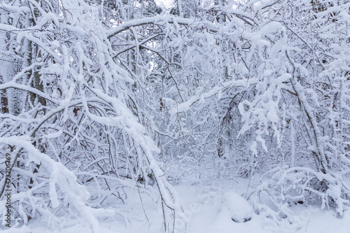 trees and branches covered with snow