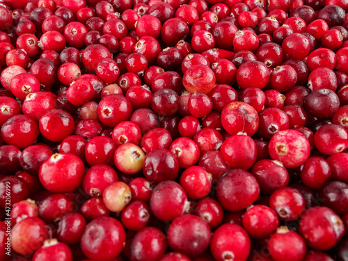 Red ripe berries of sprouted harvested cranberries  wild berry harvesting and cultivation agriculture