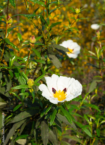 Cistus ladanifer flowers. Algarve Portugal. photo