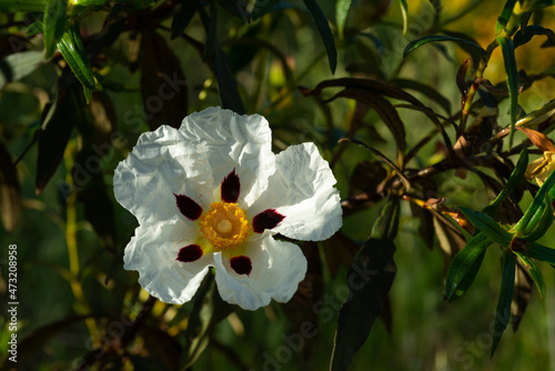 Cistus ladanifer flower. Algarve Portugal. photo