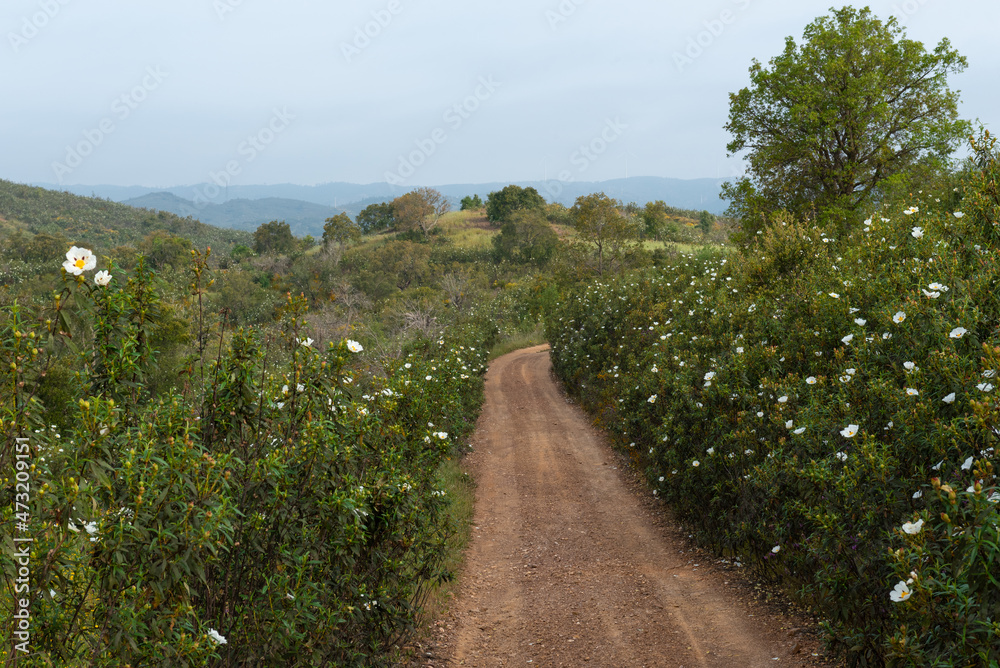 Country road in the Algarve province of Portugal. The landscape is dominated by Cistus ladanifer plants and cork oaks.