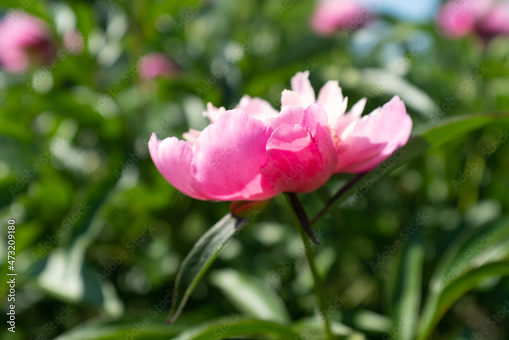 A single pink peony on blurred green leaves background at the sunny day, side view. Bright congratulation on the holiday. Flower bud. Peony bud for poster, calendar, post, screensaver, wallpaper, card