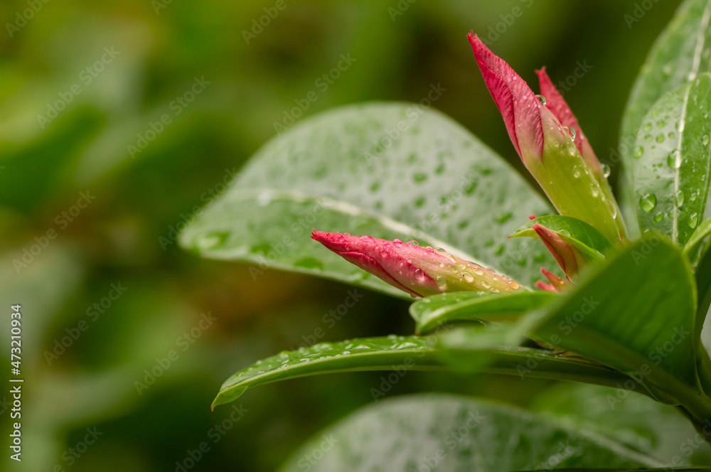 Adenium flower buds after raining, also known as desert rose, in shallow focus Adenium flower buds after raining, also known as desert rose, in shallow focus