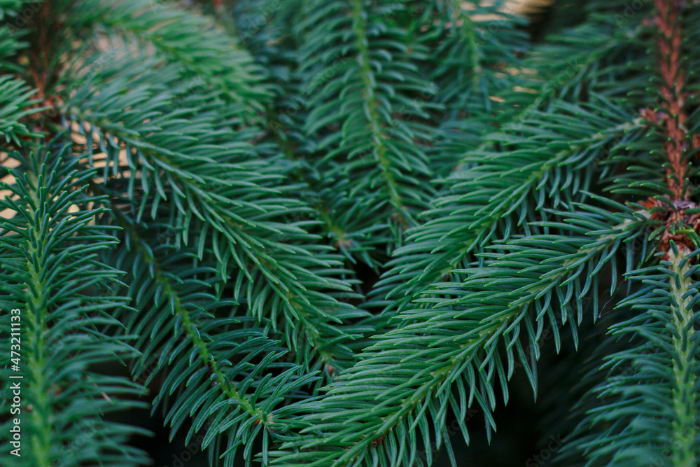 green fir branches background