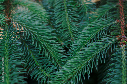 green fir branches background