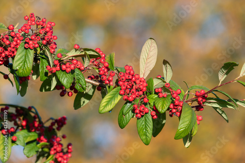 Close up of cotoneaster berries on the tree photo