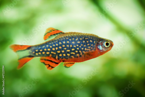 Danio margaritatus Freshwater fish, celestial pearl danio in the aquarium, is often as often referred as galaxy rasbora or Microrasbora Galaxy. Animal aquascaping photography with a focus gradient.