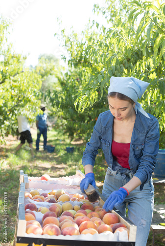 Focused young female farmer working in orchard on summer day during peaches harvest, arranging freshly picked ripe fruits in boxes © JackF