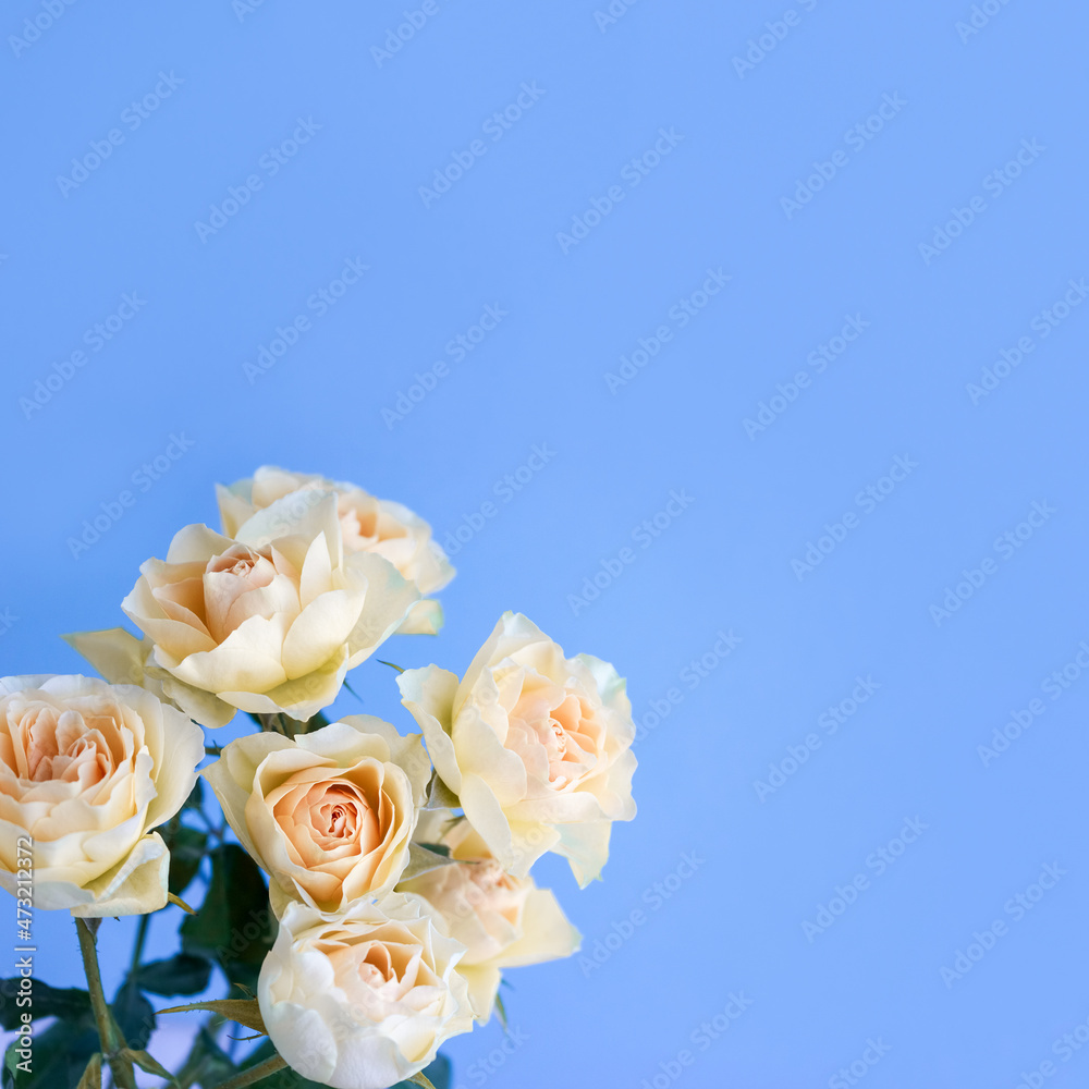 Bouquet of delicate pastel roses on blue background. Square orientation. Template for greeting card or wedding invitation. Copy space Bouquet of delicate pastel roses on blue background. Square orientation. Template for greeting card or wedding invitation. Copy space
