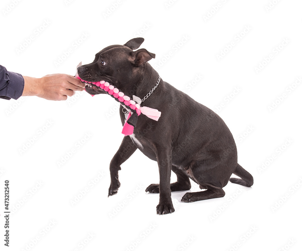 Portrait of an staffordshire terrier dog with a pink woven fabric toy Portrait of an staffordshire terrier dog with a pink woven fabric toy