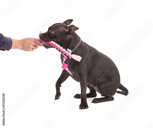 Fototapeta Naklejka Na Ścianę i Meble -  Portrait of an staffordshire terrier dog with a pink woven fabric toy