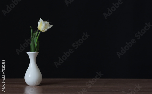 White tulip flower in a white vase.