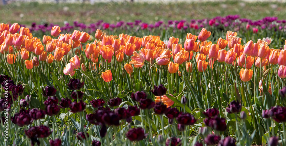 Lovely and colorful Tulips