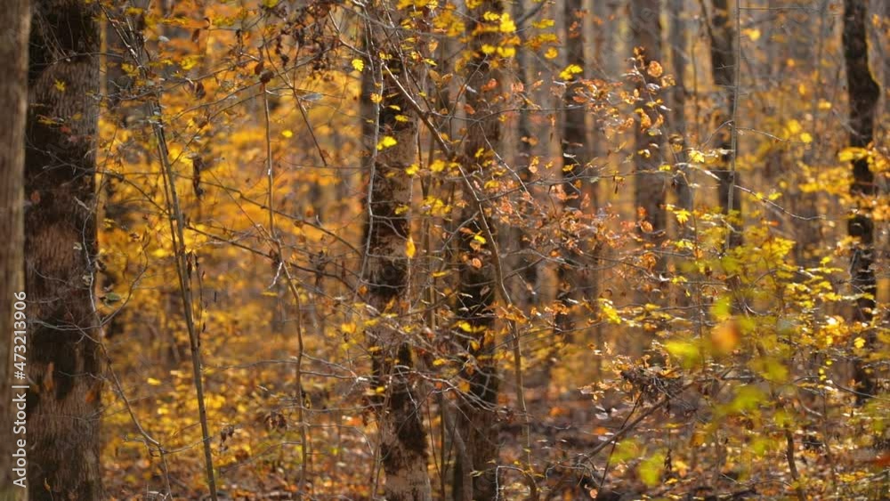 Dense impenetrable pretty forest in Russia with yellow leaves on tall trees and bushes. No people. Autumn landscape. Outdoor. Dense impenetrable pretty forest in Russia with yellow leaves on tall trees and bushes. No people. Autumn landscape. Outdoor.