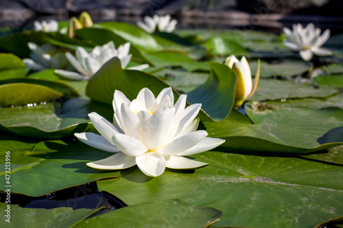 water lilies green leaves on a pond with white blooming lotus flowers illuminated by sunny summer light, close-up river lily bud petals side view.
