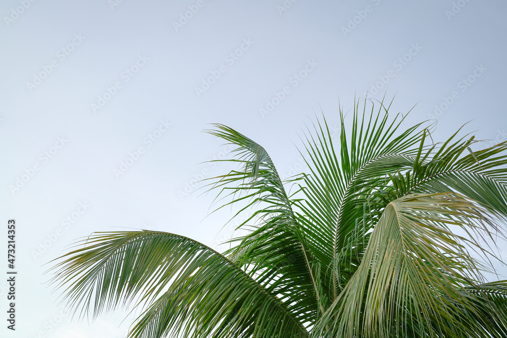Palm tree, coconut leaf against sky background. Copy space.
Palm tree, coconut leaf against sky background. Copy space.