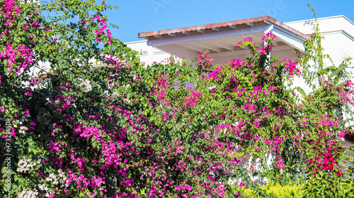 Beautiful pink and white begonville flowers on traditional summer house in Bo...
