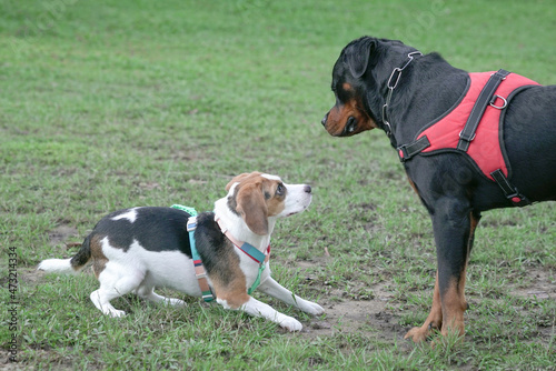Photography One large and another small breed dog getting to know each other at the dog park