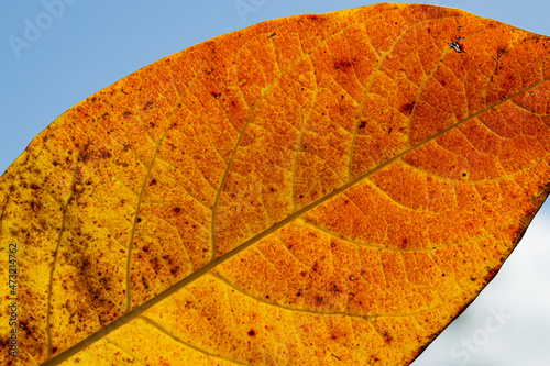 Red and Orange Single Leaf