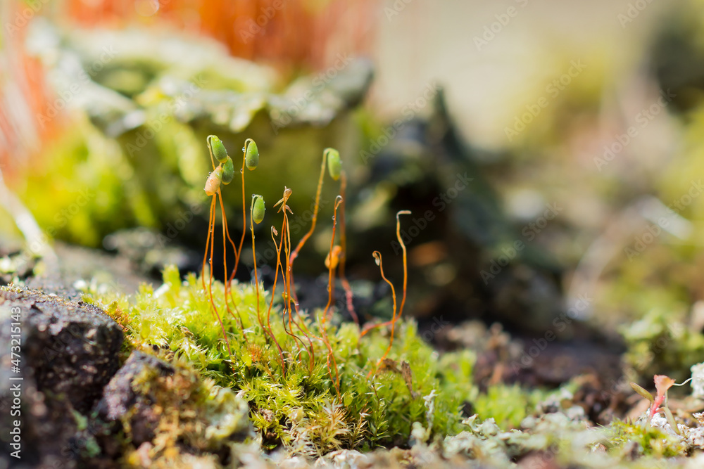 Macro shot of Copper-Wire Moss (Pohlia nutans). A beautiful moss with green capsules at the top of a copper stem Macro shot of Copper-Wire Moss (Pohlia nutans). A beautiful moss with green capsules at the top of a copper stem