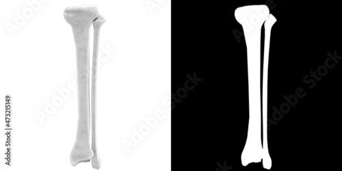Schilderij op canvas 3D rendering illustration of stylized human tibia and fibula anatomy