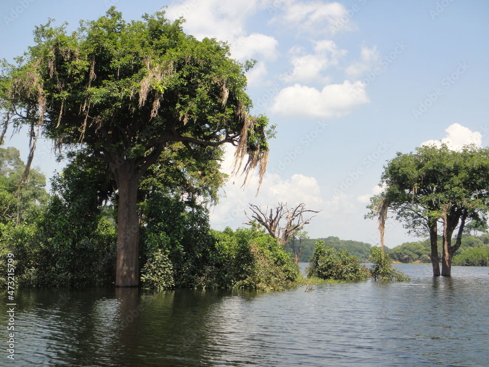 River in the Amazon during the flood season. River in the Amazon during the flood season.