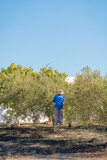 Man on a ladder picking olives from the top of the tree in the countryside on sunny day.