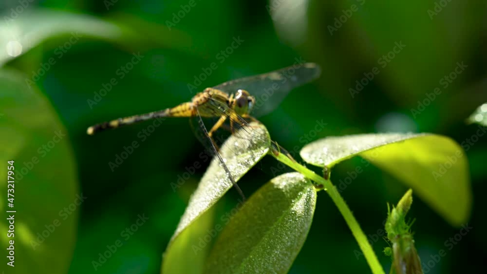 A dragonfly sits still on a leaf in the winter morning. A dragonfly sits still on a leaf in the winter morning.