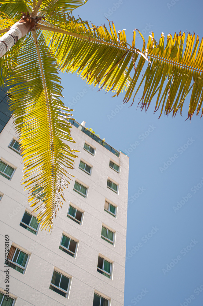 Fototapeta premium PALMTREE and building