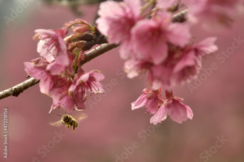 Sakura tree and Bee