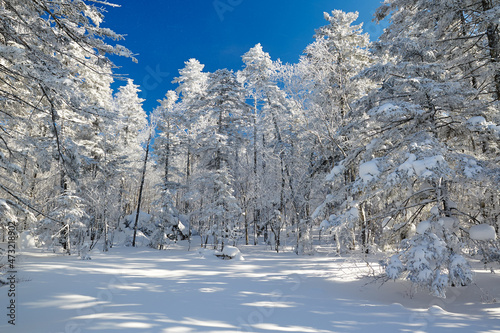 The beautiful forests covered with snow in Laolikehu scenic spot Helong city Jilin province, China. photo