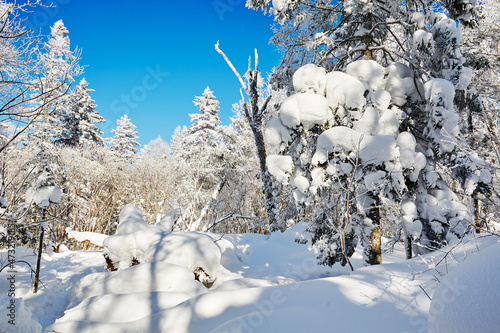 The beautiful forests covered with snow in Laolikehu scenic spot Helong city Jilin province, China. photo