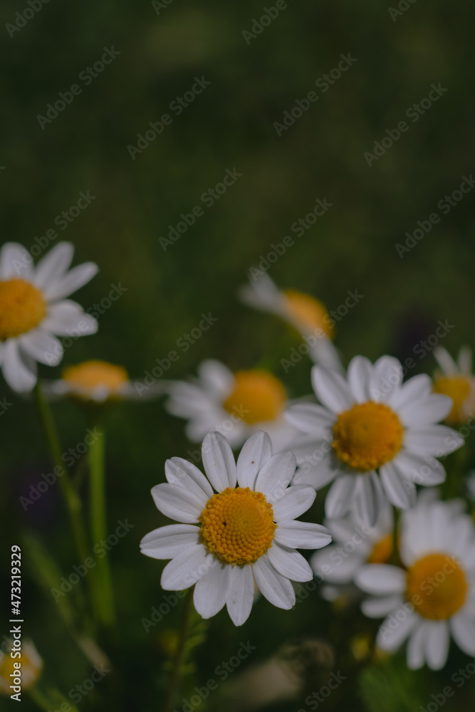 daisies in the garden manzanilla camonila