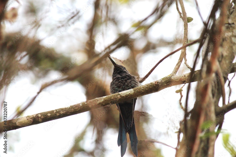 ave beija flor trochilidae ave beija flor trochilidae