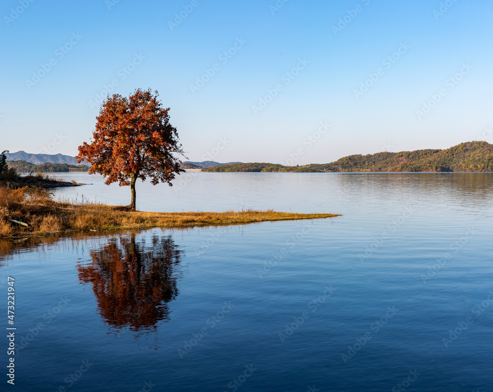 Acer buergerianum Stock Photo Adobe Stock
