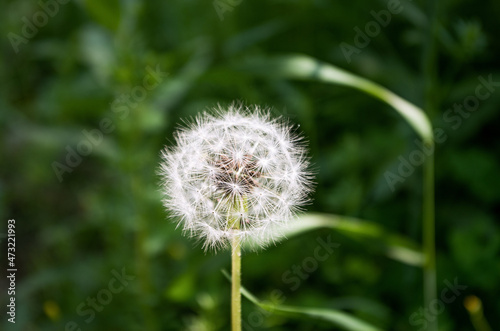 Closed Bud of a dandelion in green grass.