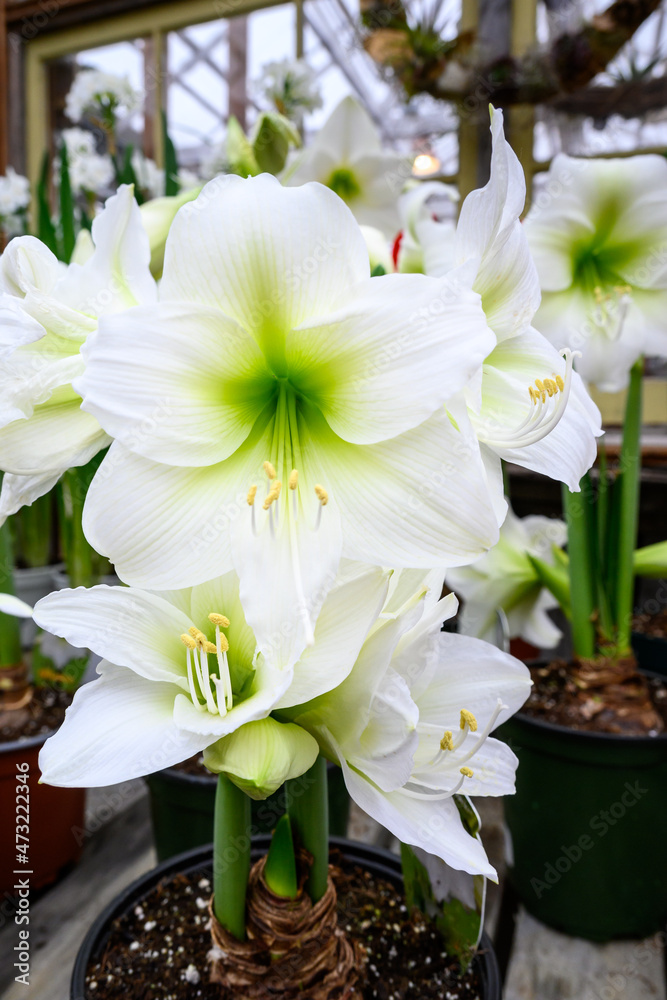 Amaryllis plant with white flowers, and green centers, in full bloom, preparing for a holiday celebration
