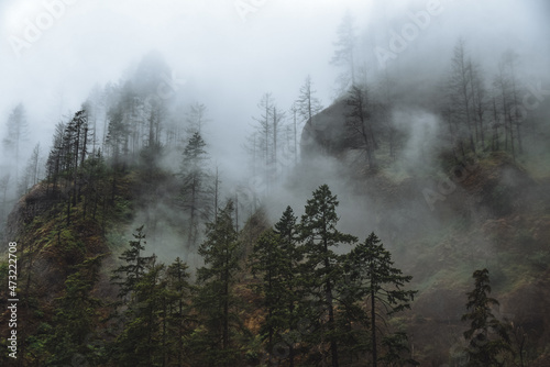 Cloudy Forest on Wahclella Falls Hike In Hood River, Oregon 