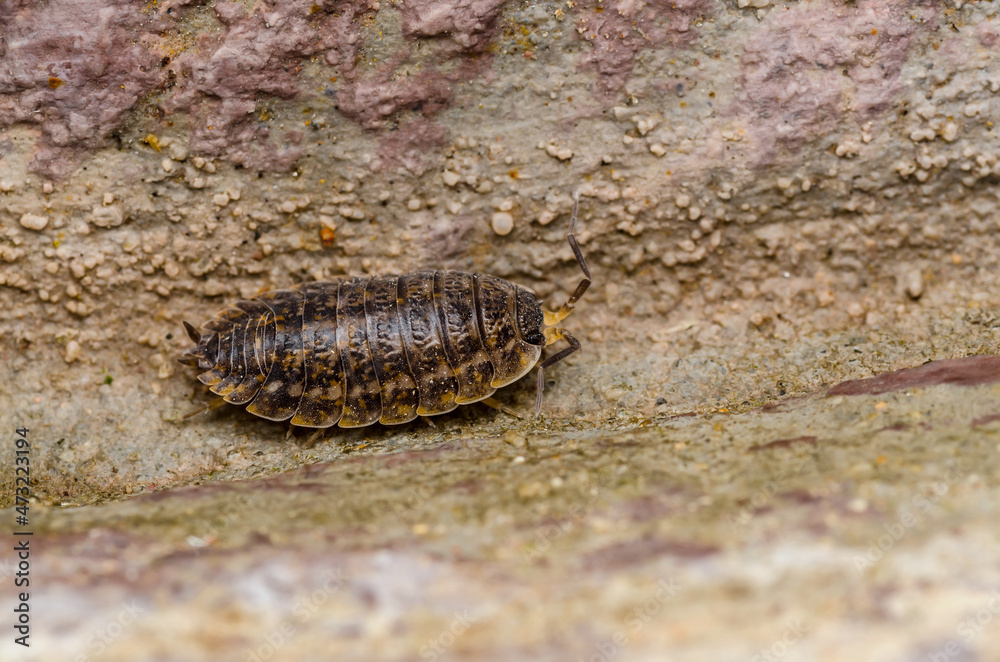 Woodlouse Centipede Multiped Isopod Macro Woodlouse Centipede Multiped Isopod Macro