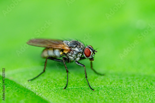 Exotic Drosophila Fly Diptera Parasite Insect Macro